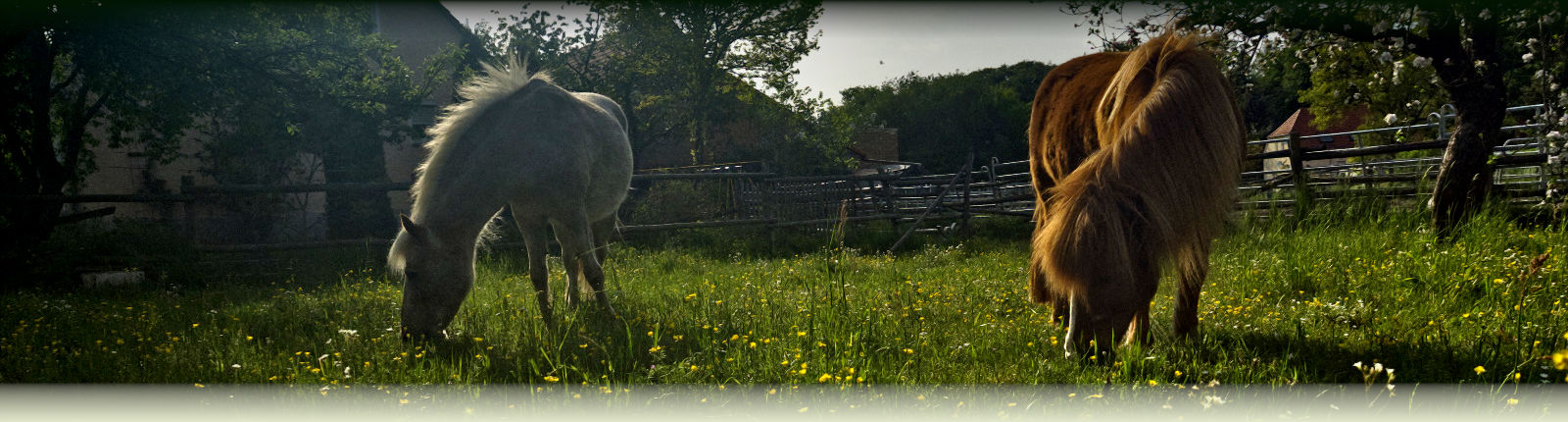 Connemara-Ponyhof Kümpers